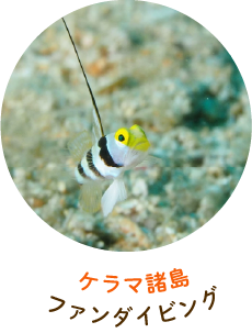 ケラマ諸島ファンダイビング